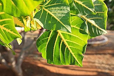 《最终幻想像素重制版》明年春登陆PS4和Switch